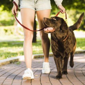 Standard Dog Walk (30-Minute)