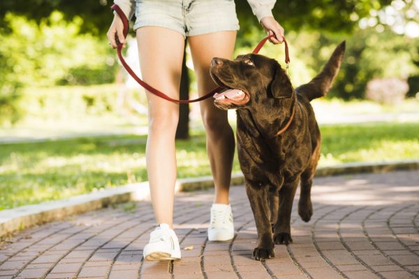 Standard Dog Walk (30-Minute)