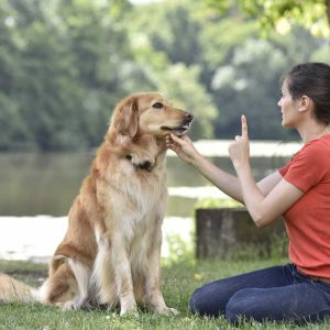 Dog Walking + Basic Training Session