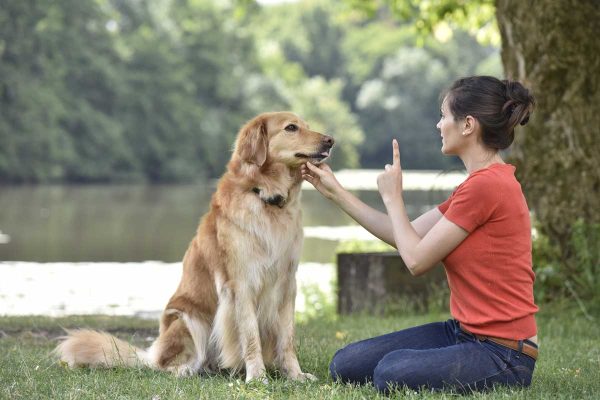 Dog Walking + Basic Training Session
