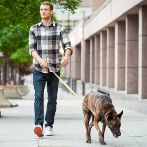 VIP Dog Walking Package