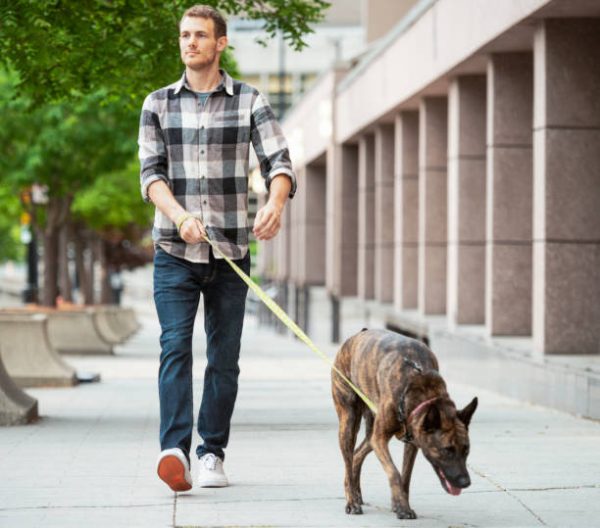 VIP Dog Walking Package