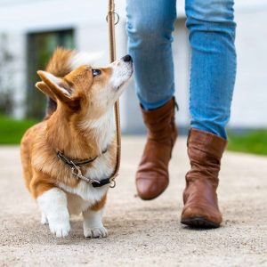 Puppy & Senior Special (30-Minute Walk)
