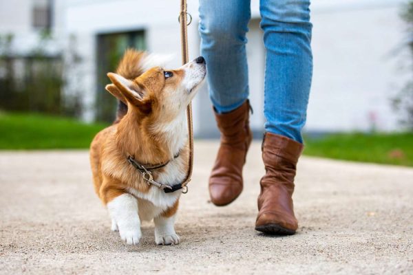 Puppy & Senior Special (30-Minute Walk)